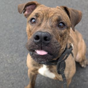 Jager, Adult Male Pit Bull Terrier