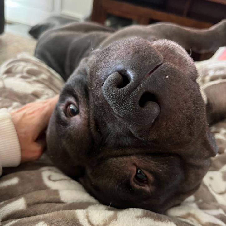 Meatball