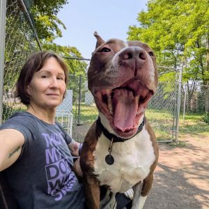 Boss, Adult Male Mixed Breed