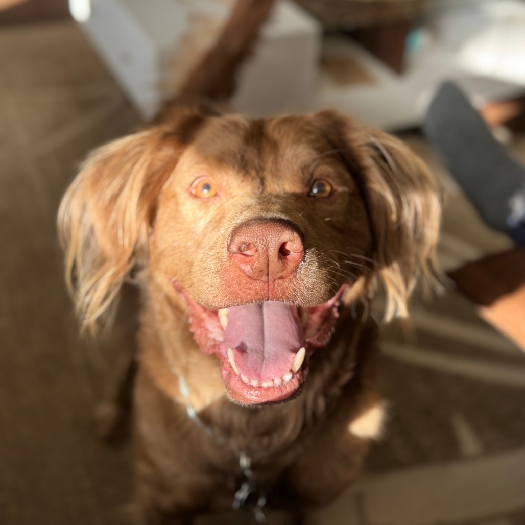 Chewie