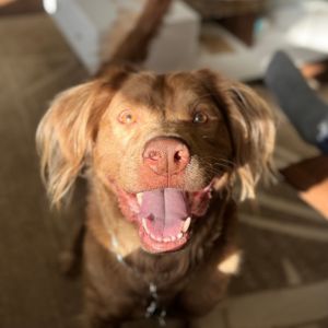 Chewie, Adult Male unknown