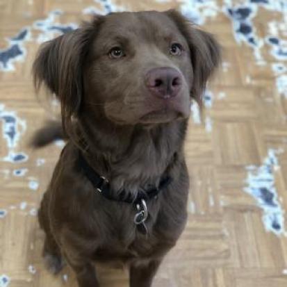 Chewie