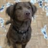 Chewie photo 2