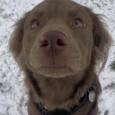 Chewie