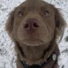 Chewie photo 3