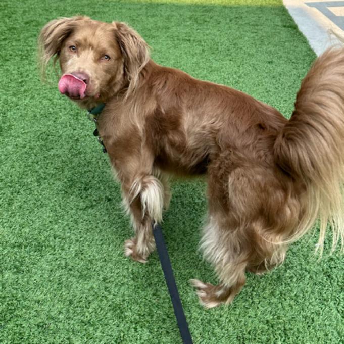 Chewie