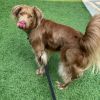 Chewie photo 4