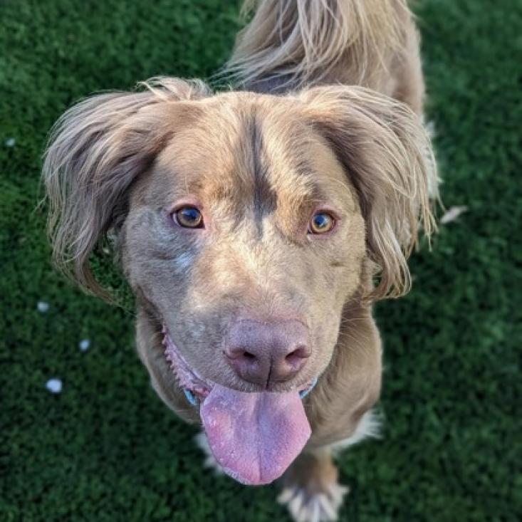 Chewie