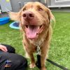 Chewie photo 6