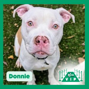 Donnie, Adult Male unknown