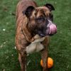 Chubbs photo 4