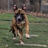 Chubbs photo 6