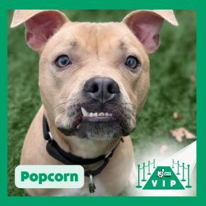 Popcorn, Adult Male Pit Bull Terrier