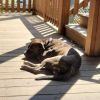 Houdini photo 3