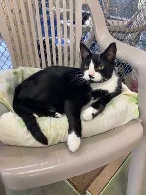 Rooney, Adult Male Domestic Short Hair