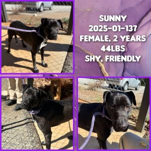 2025-01-137 *Sunny*, Adult Female unknown
