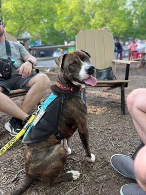 Lyle - IN FOSTER, Adult Male Mixed Breed