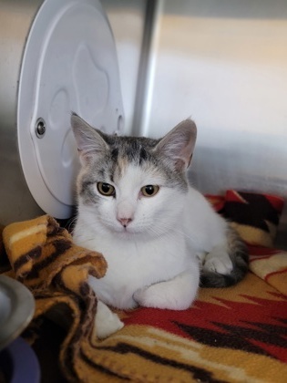 Mango, an adoptable Domestic Short Hair in Fergus Falls, MN, 56537 | Photo Image 1