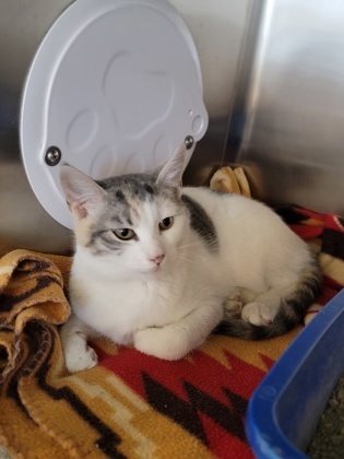 Mango, an adoptable Domestic Short Hair in Fergus Falls, MN, 56537 | Photo Image 2
