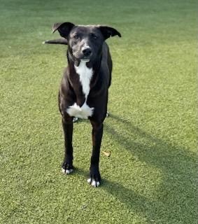 Abby, Young Female Border Collie
