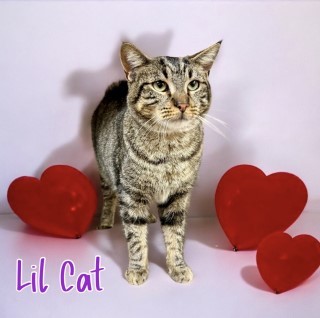 Lil Cat 32041