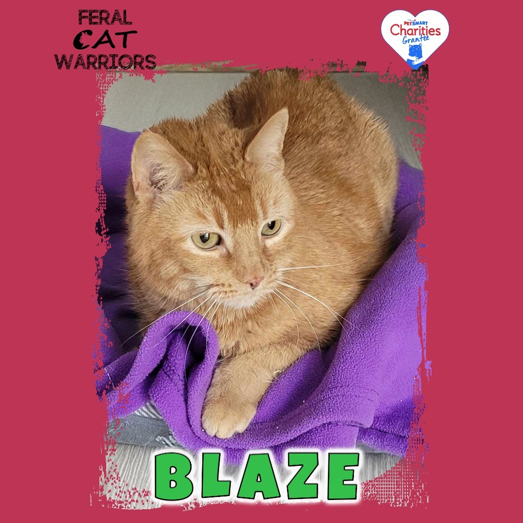 Blaze, an adoptable Domestic Short Hair in Kingman, AZ, 86401 | Photo Image 1