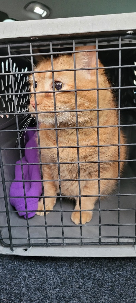 Blaze, an adoptable Domestic Short Hair in Kingman, AZ, 86401 | Photo Image 2