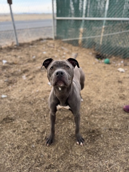 Angus, an adoptable Pit Bull Terrier, Mixed Breed in Moses Lake, WA, 98837 | Photo Image 2