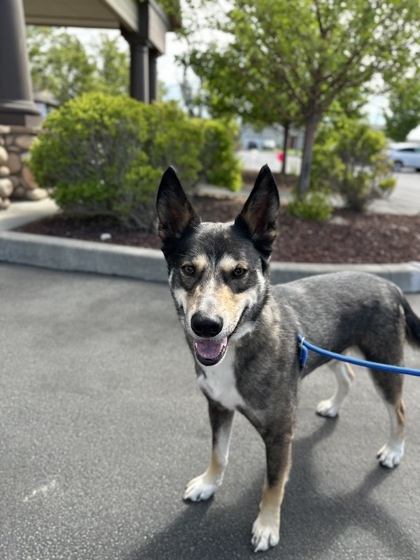 Perry, an adoptable Mixed Breed in Moses Lake, WA, 98837 | Photo Image 1