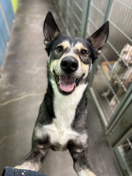 Perry, an adoptable Mixed Breed in Moses Lake, WA, 98837 | Photo Image 2