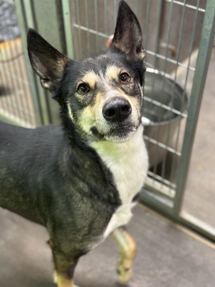 Perry, an adoptable Mixed Breed in Moses Lake, WA, 98837 | Photo Image 3