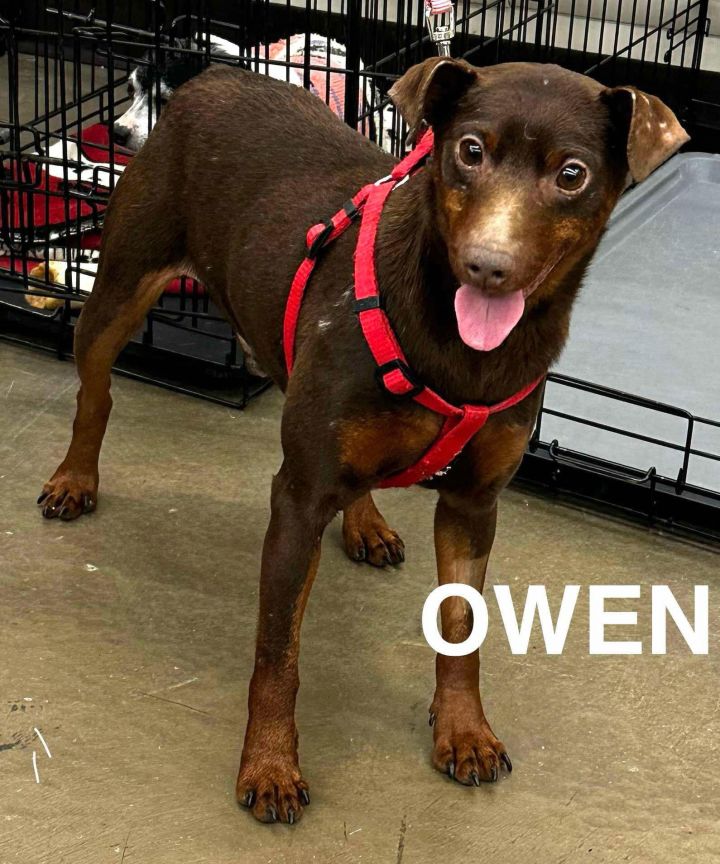 Owen 1