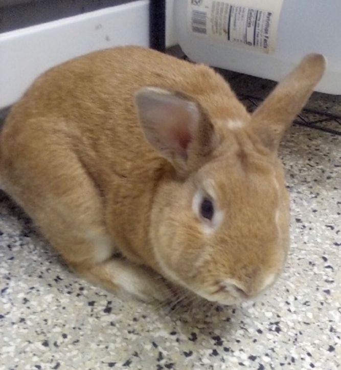 Caramel