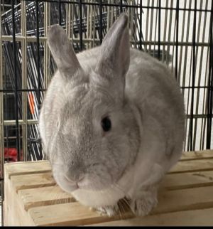 Chocolate Chip American Rabbit