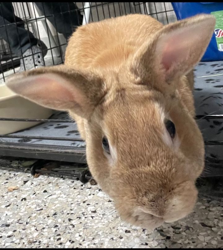 Peanut Butter 1