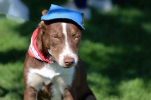 Chocolate, Baby Male American Staffordshire Terrier