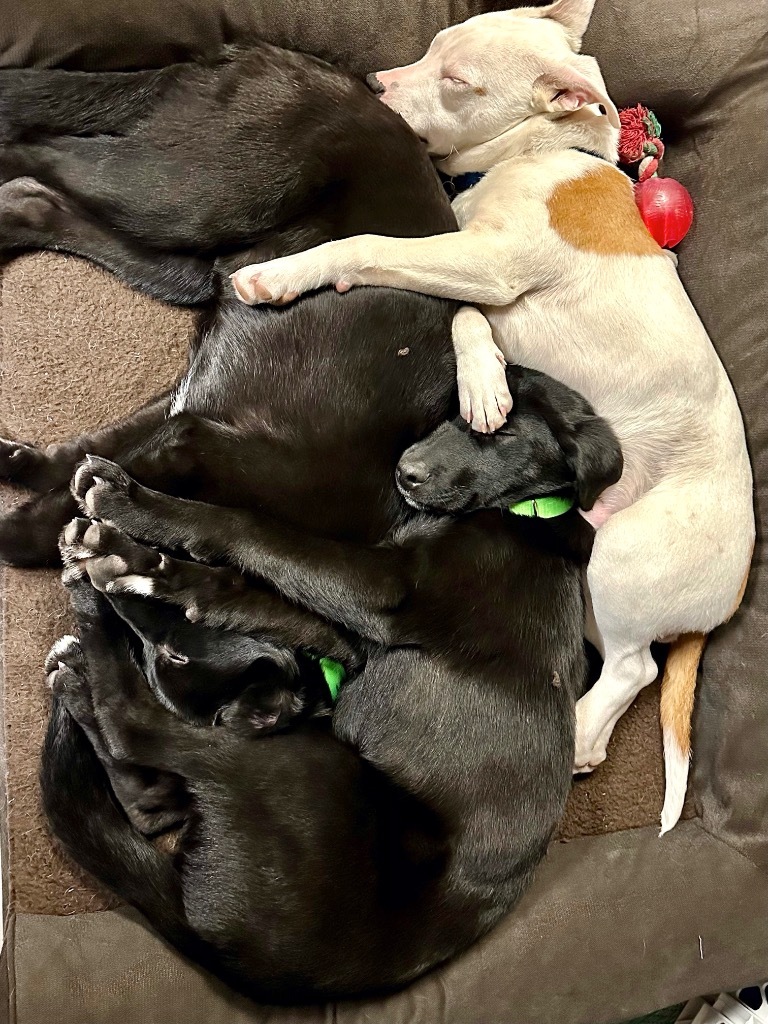 Quincy - Local Foster