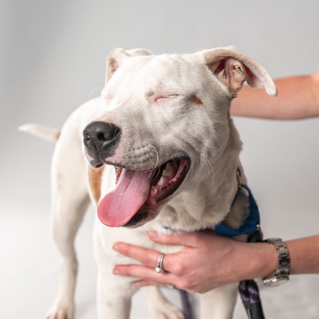 Quincy - Local Foster