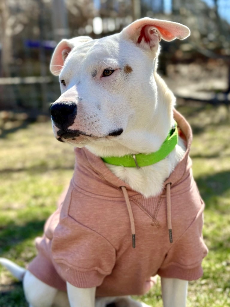 Quincy - Local Foster
