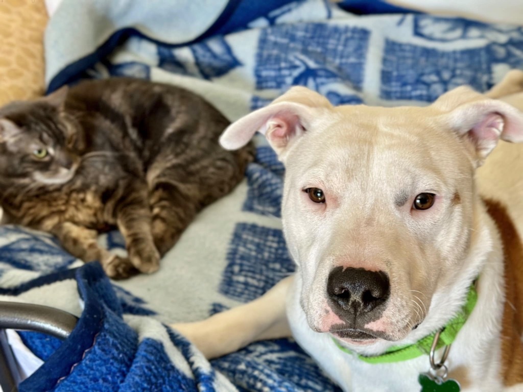 Quincy - Local Foster