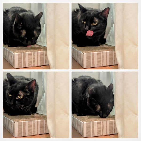 Jellybean