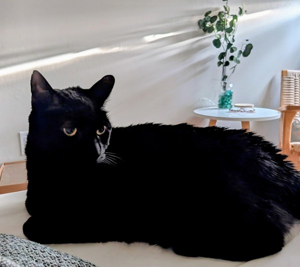 Jellybean