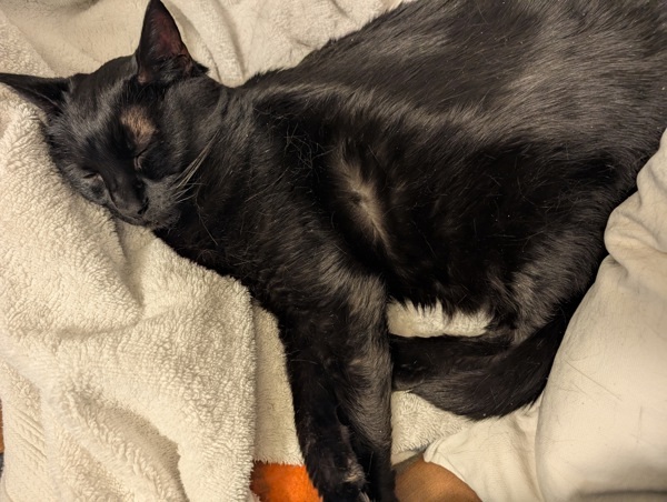 Jellybean