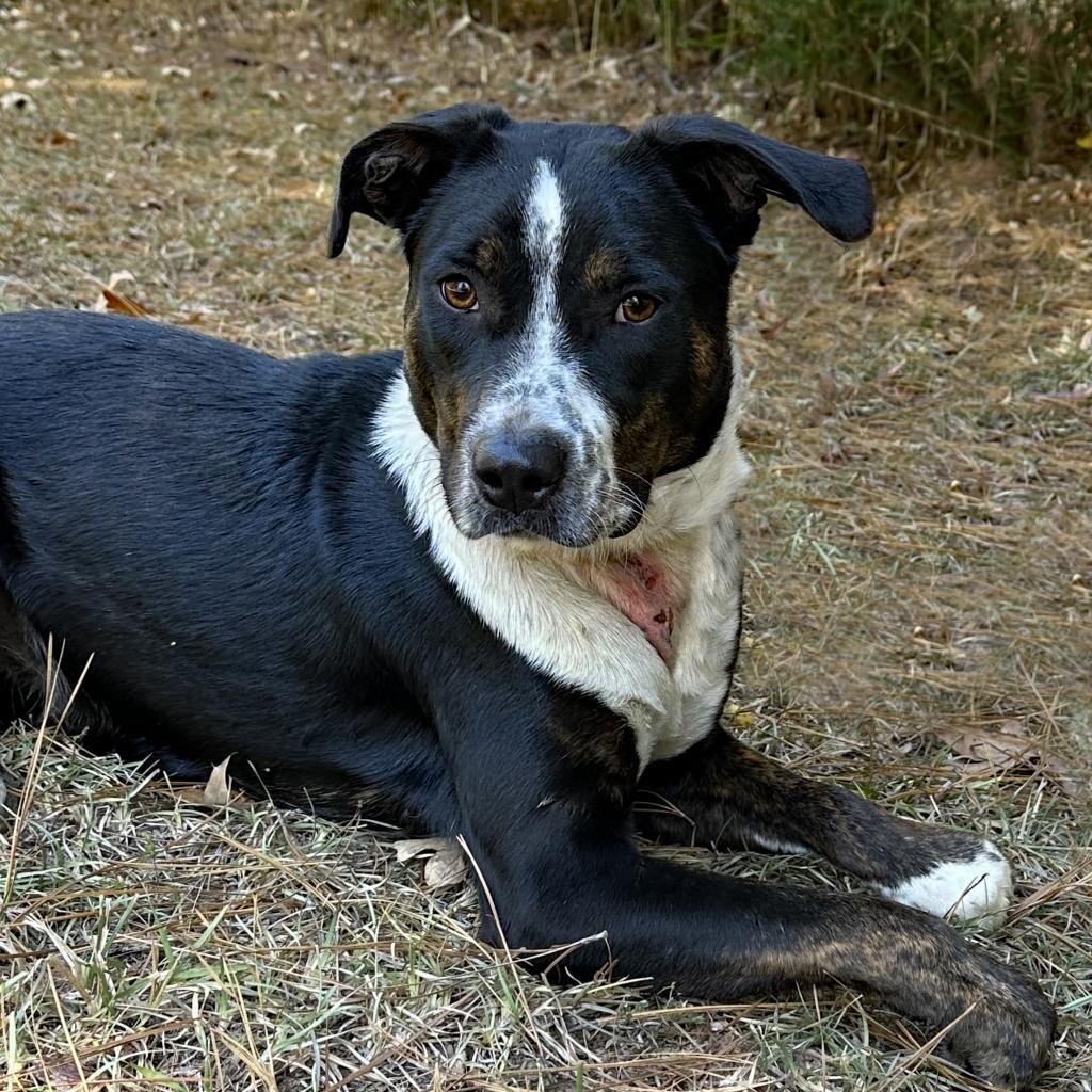 Dunkin, an adoptable McNab in Natchitoches, LA, 71457 | Photo Image 1