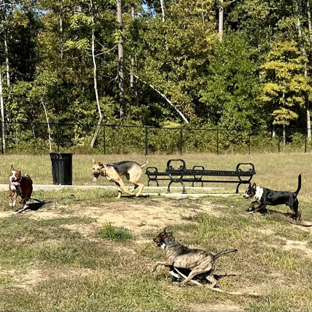 Dunkin, an adoptable McNab in Natchitoches, LA, 71457 | Photo Image 2