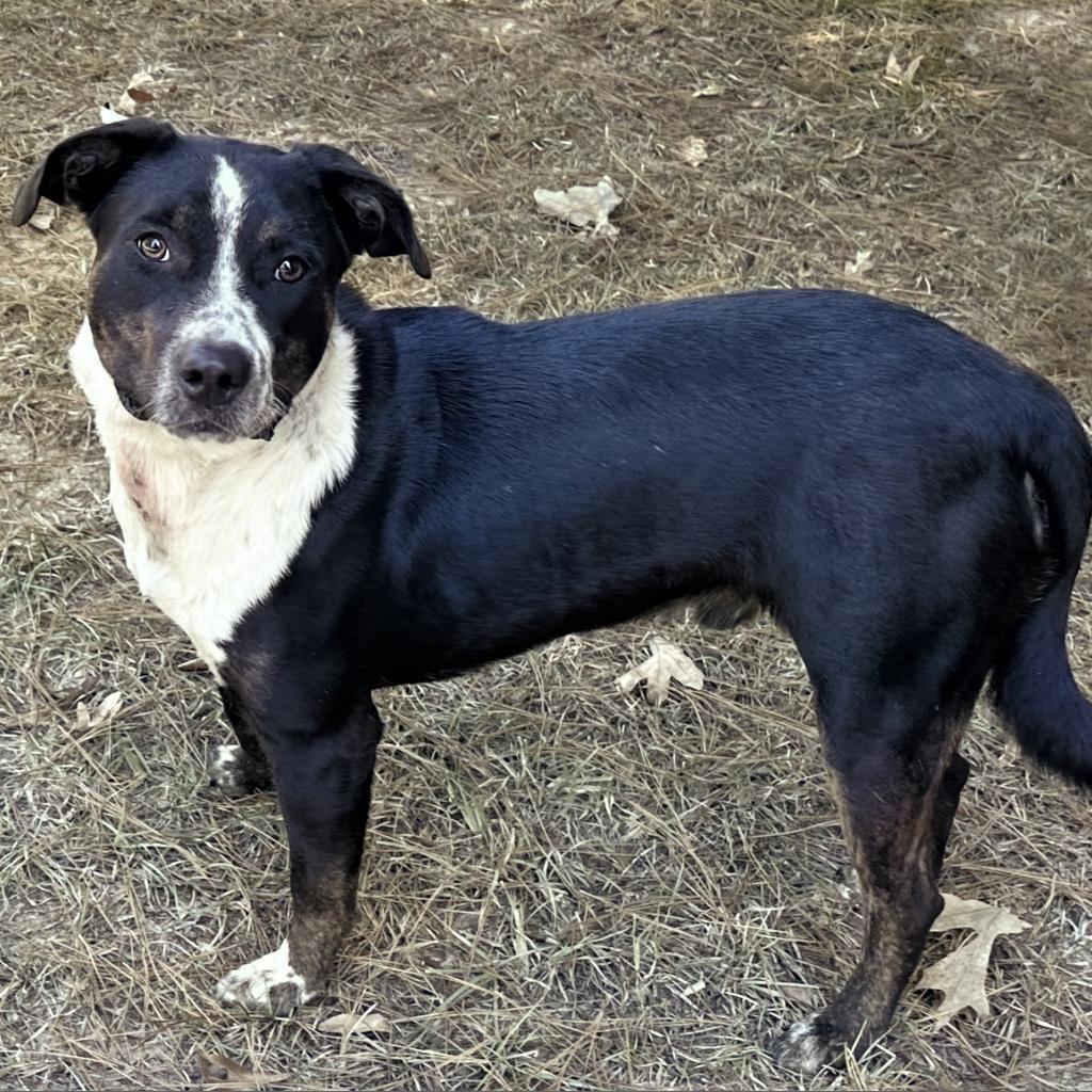 Dunkin, an adoptable McNab in Natchitoches, LA, 71457 | Photo Image 4