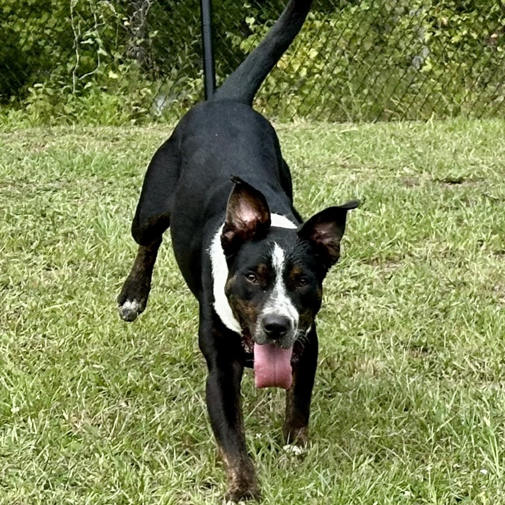 Dunkin, an adoptable McNab in Natchitoches, LA, 71457 | Photo Image 5