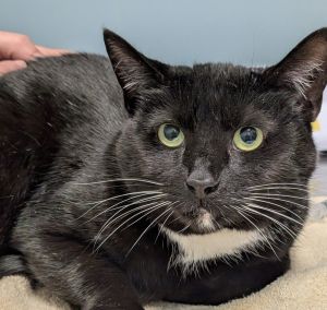 Jasmine, Young Female Domestic Short Hair