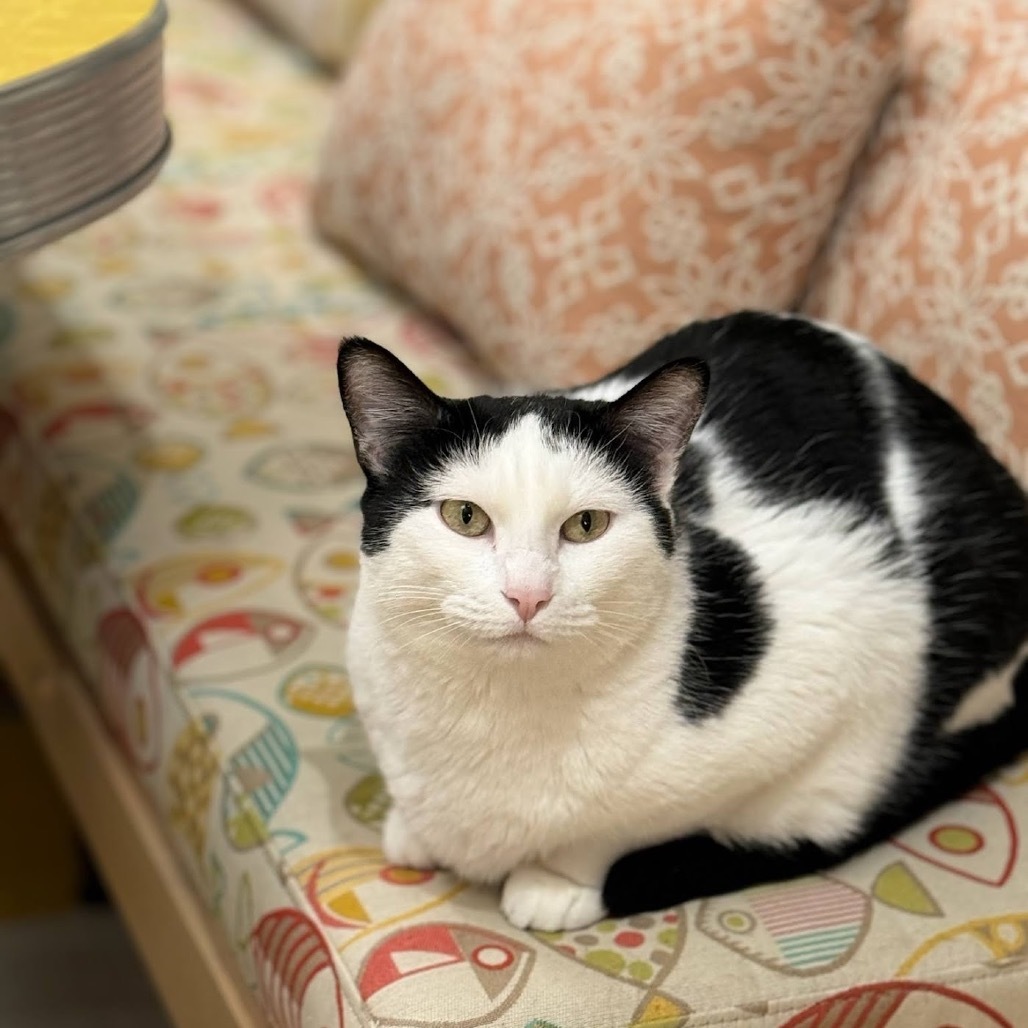 Rizzo, an adoptable Domestic Short Hair in Wichita, KS, 67208 | Photo Image 1