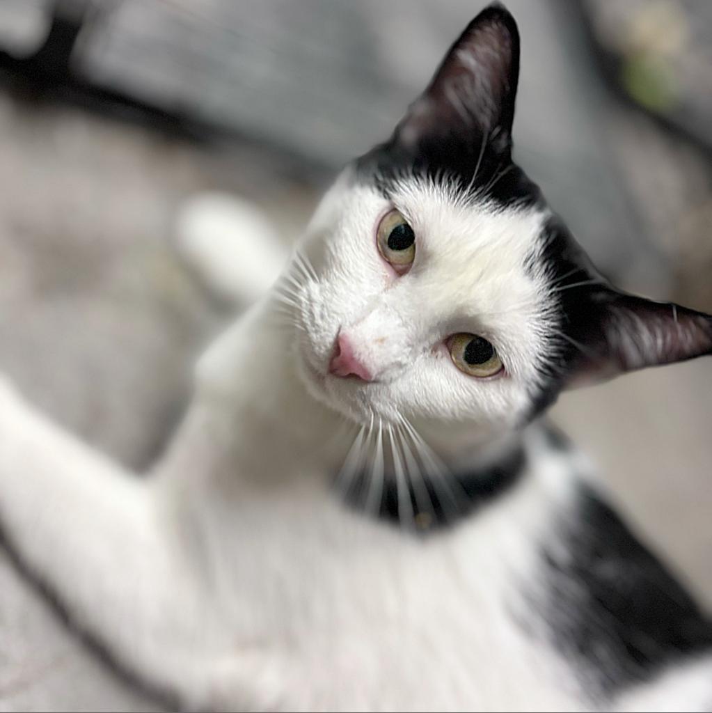 Rizzo, an adoptable Domestic Short Hair in Wichita, KS, 67208 | Photo Image 2
